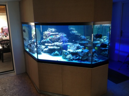 réalisation d'un aquarium récifal sur mesure